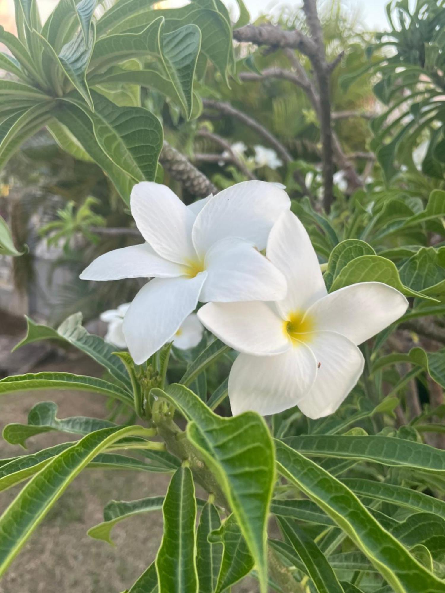 Villa Caraibes 圣吕斯 外观 照片